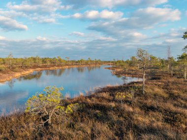 Letonya 'daki Kemeri Milli Parkı' nın bataklıklarında ağaçlarla dolu sakin bir su, güneşli bir bahar akşamüstü.