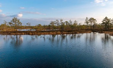Letonya 'daki Kemeri Milli Parkı' nın bataklıklarında ağaçlarla dolu sakin bir su, güneşli bir bahar akşamüstü.