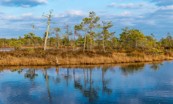 Still Water Trees Swamp Land Kemeri National Park Latvia Clear — Stock Photo, Image