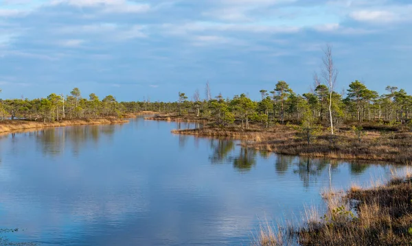 Csendes Víz Fákkal Kemeri Nemzeti Park Mocsaras Földjén Lettországban Egy — Stock Fotó