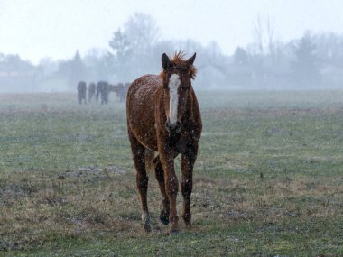 Kar fırtınasında at portreleri, bulanık dış hatlar ve bulanık arka plan, bahar