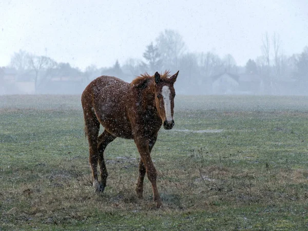 portraits of horses in a snowstorm, blurred outlines and blurred background, spring