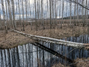 İlkbaharda bataklık hendeği, ağaçlar ve gökyüzü suda parlıyor