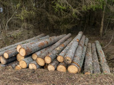 Yolun kenarına yığılmış ahşap kütükler, bahar manzarası