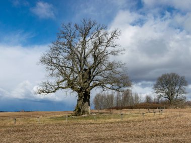 Büyük meşe manzarası, ön planda sakal, bulutlu mavi bir gökyüzü, Kanepju meşesi, Jerceni, Letonya