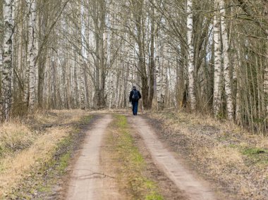huş ağacıyla güneşli bahar manzarası