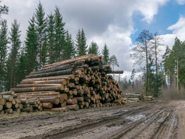Yolun kenarına yığılmış ahşap kütükler, bahar manzarası
