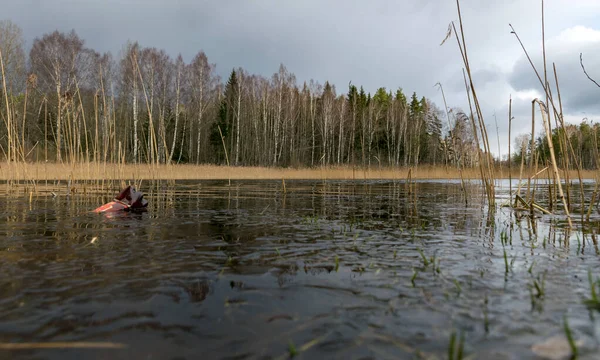 Över Liten Sjö Början Våren Solljus Skiner Träd Oklart Vatten — Stockfoto