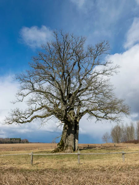 Big Oak Landscape Stubble Foreground Blue Sky Clouds Kanepju Oak — Stock Photo, Image