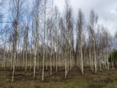 Bulanık bir arkaplanda huş gövdesi parçalarıyla bahar manzarası
