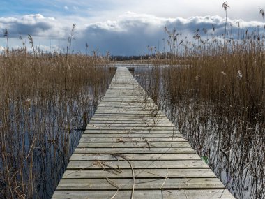 Tahta kaldırımlı soyut duvar kağıdı, bulanık arka plan, tahta kaldırım üzerinde çalılar ve çimenler