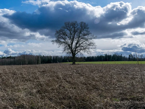 Paisaje Con Árbol Solitario Centro Césped Seco Primer Plano Contrastante —  Fotos de Stock