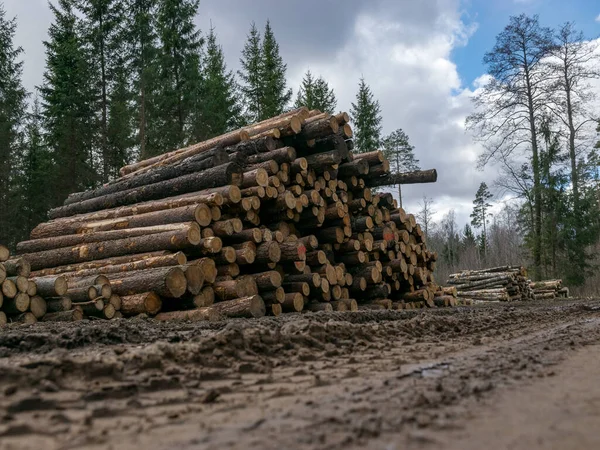 A stack of wooden logs piled on the side of the road, spring landscape