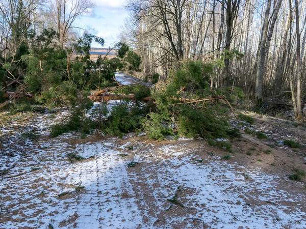 多雪的乡间小路 树木倒在马路对面 — 图库照片