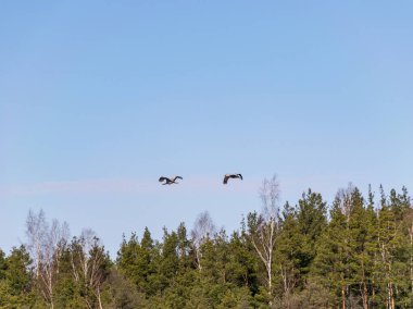 Ağaçların tepesinde uçan vinci olan manzara, gökyüzüne karşı kuşun dış hatları