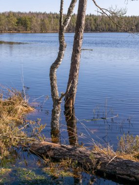 Suda ağaç gövdeleri olan bataklık manzarası, baharda sel basmış göl.