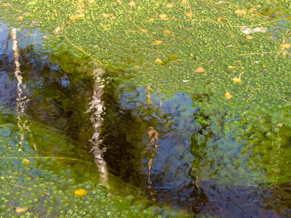 Photo Abstraite Avec Des Plantes Aquatiques Vert Vif Dans Une — Photo