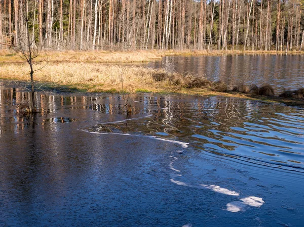 Soligt Vårlandskap Med Myrsjö Mossväxtstruktur — Stockfoto