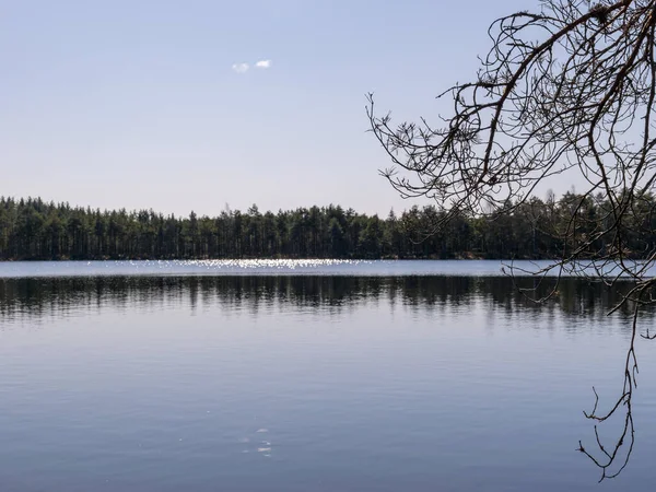 Paysage Printanier Sur Les Lacs Tourbière Arrière Plan Branches Arbres — Photo