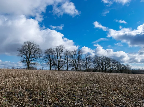 Весняний Пейзаж Низкою Голих Дерев Стерні Передньому Плані Блакитне Небо — стокове фото