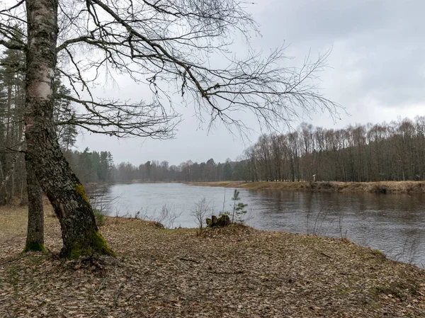 Folyóra Néző Kora Tavasszal Száraz Csupasz Sziluettek — Stock Fotó