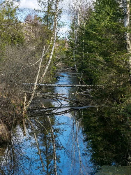 Paisagem Com Vala Pântano Primavera Árvores Céu Brilhar Água — Fotografia de Stock