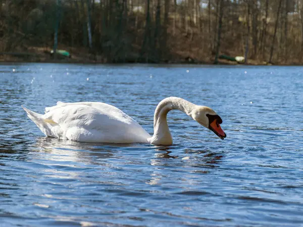 Landschaft Mit Weißen Schwänen See Vogelsilhouette Wasser — Stockfoto