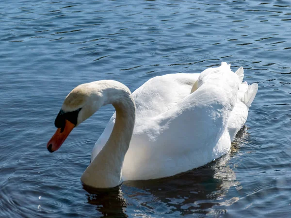 湖に白白鳥 水に鳥のシルエット — ストック写真