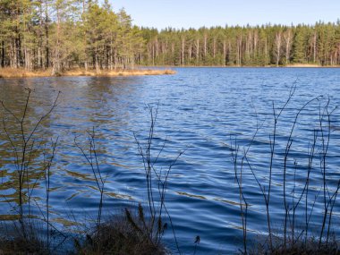 Bataklık gölü manzarası, ön planda bataklık çimi dokusu, güneşli bir bahar sabahı