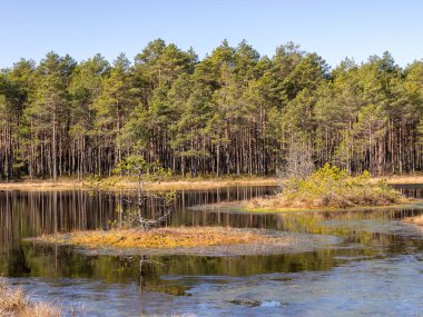 Bataklık gölü manzarası, ön planda bataklık çimi dokusu, güneşli bir bahar sabahı