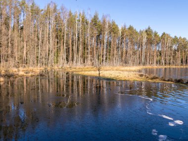 Bataklık gölü, bataklık bitkisi desenli güneşli bahar sabahı manzarası