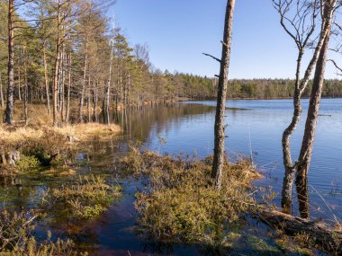 Bataklık gölü, bataklık bitkisi desenli güneşli bahar sabahı manzarası