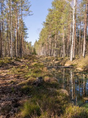 Baharda güzel bataklık manzarası, bataklık çamı ve bataklık bitkisi arka planı