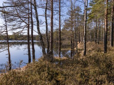 Baharda güzel bataklık manzarası, bataklık çamı ve bataklık bitkisi arka planı