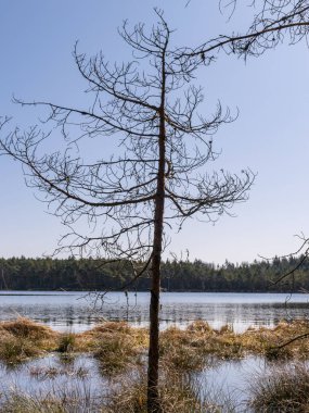 Bataklık çamından bir silueti olan manzara, bataklık gölünde bahar sabahı,