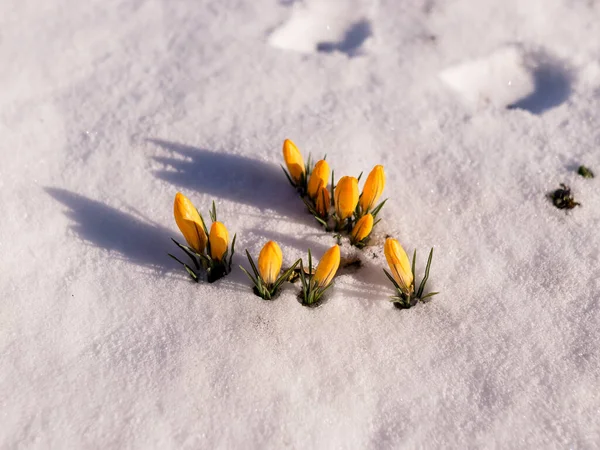 Närbild Med Härliga Krokusblommor Våren Blommande Genom Snö — Stockfoto