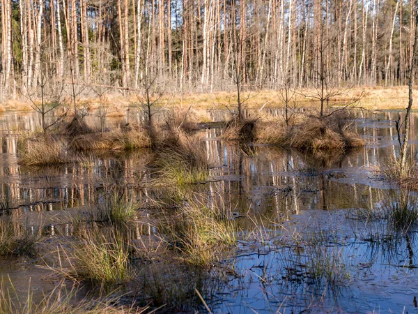 Bog Lake Landscape Bog Grass Texture Foreground Sunny Spring Morning — Stock Photo, Image