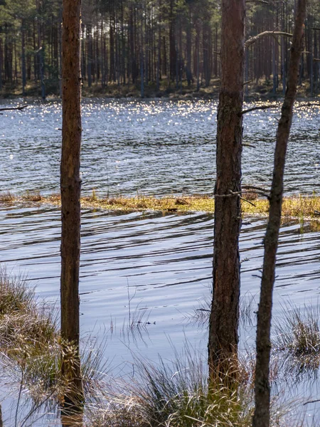 Lápvidék Fatörzsekkel Vízben Tavasszal Elárasztott — Stock Fotó