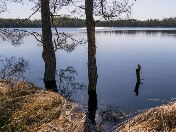Rawa Lanskap Dengan Batang Pohon Dalam Air Banjir Danau Musim — Stok Foto