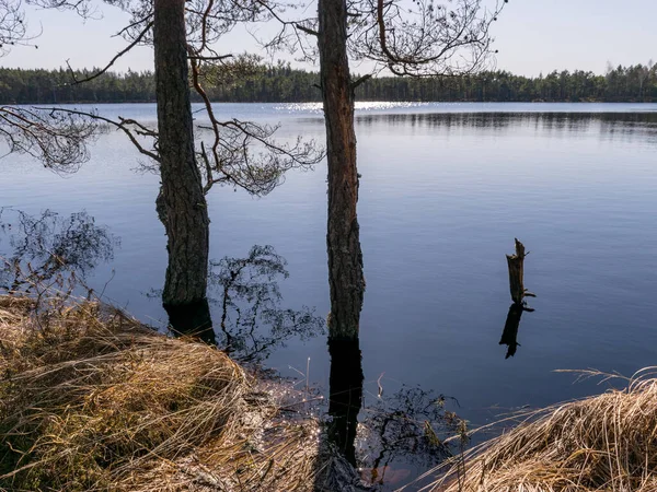 Pantano Paisaje Con Troncos Árboles Agua Lago Inundado Primavera — Foto de Stock