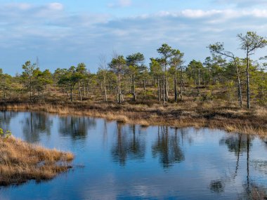 Harika bataklık manzarası, güzel bataklık gölleri, çamlar, bataklık otları ve yosunlar. Bataklık suyundaki bulut yansımaları, Letonya 'daki Kemeri bataklığının ilk baharları