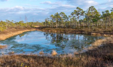 Harika bataklık manzarası, güzel bataklık gölleri, çamlar, bataklık otları ve yosunlar. Bataklık suyundaki bulut yansımaları, Letonya 'daki Kemeri bataklığının ilk baharları