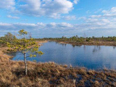 Harika bataklık manzarası, güzel bataklık gölleri, çamlar, bataklık otları ve yosunlar. Bataklık suyundaki bulut yansımaları, Letonya 'daki Kemeri bataklığının ilk baharları