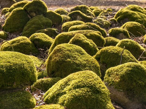 Wunderbare Landschaft Mit Leuchtend Grünen Steinen Die Steine Sind Mit — Stockfoto