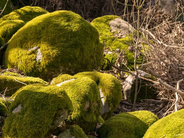 Wunderbare Landschaft Mit Leuchtend Grünen Steinen Die Steine Sind Mit — Stockfoto