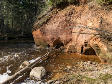 Nehir kıyısında kumtaşı kayalıkları olan güneşli bir arazi, hızlı akan nehir suyu, Amata nehri, Letonya