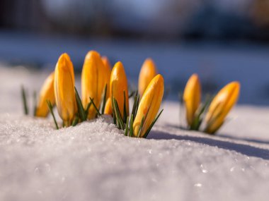 İlkbaharda güzel kır çiçekleri eşliğinde yakın çekim manzarası, karlar içinde çiçek açıyor.
