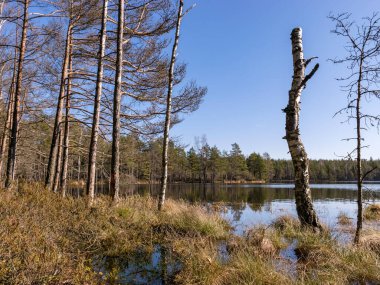 Suda ağaç gövdeleri olan bataklık manzarası, baharda sel basmış göl.