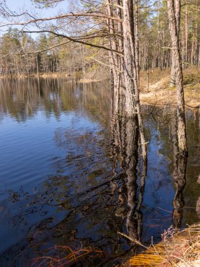 Suda ağaç gövdeleri olan bataklık manzarası, baharda sel basmış göl.