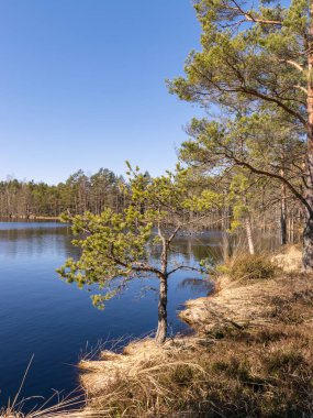 Bataklık gölü manzarası, ön planda bataklık çimi dokusu, güneşli bir bahar sabahı